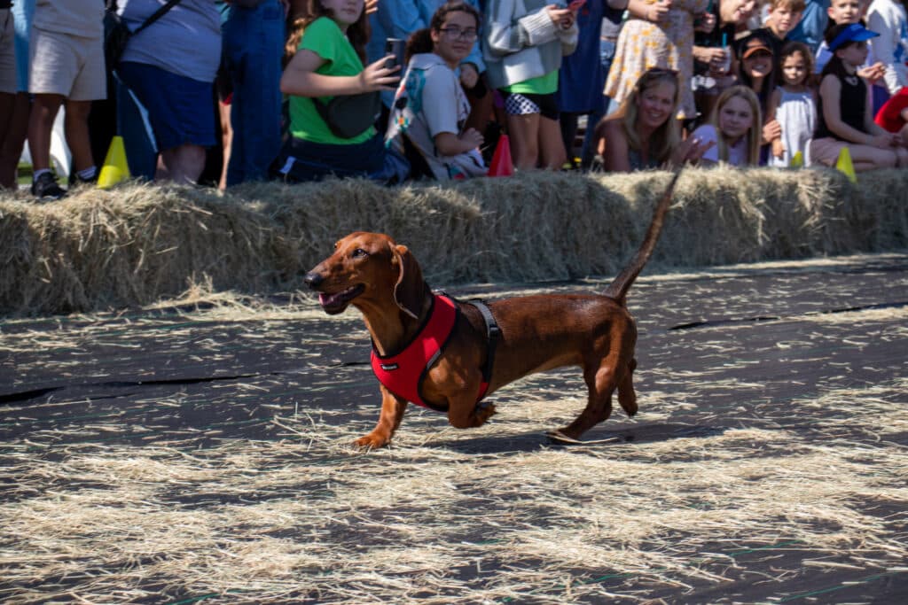 Savannah Wiener Dog Races
