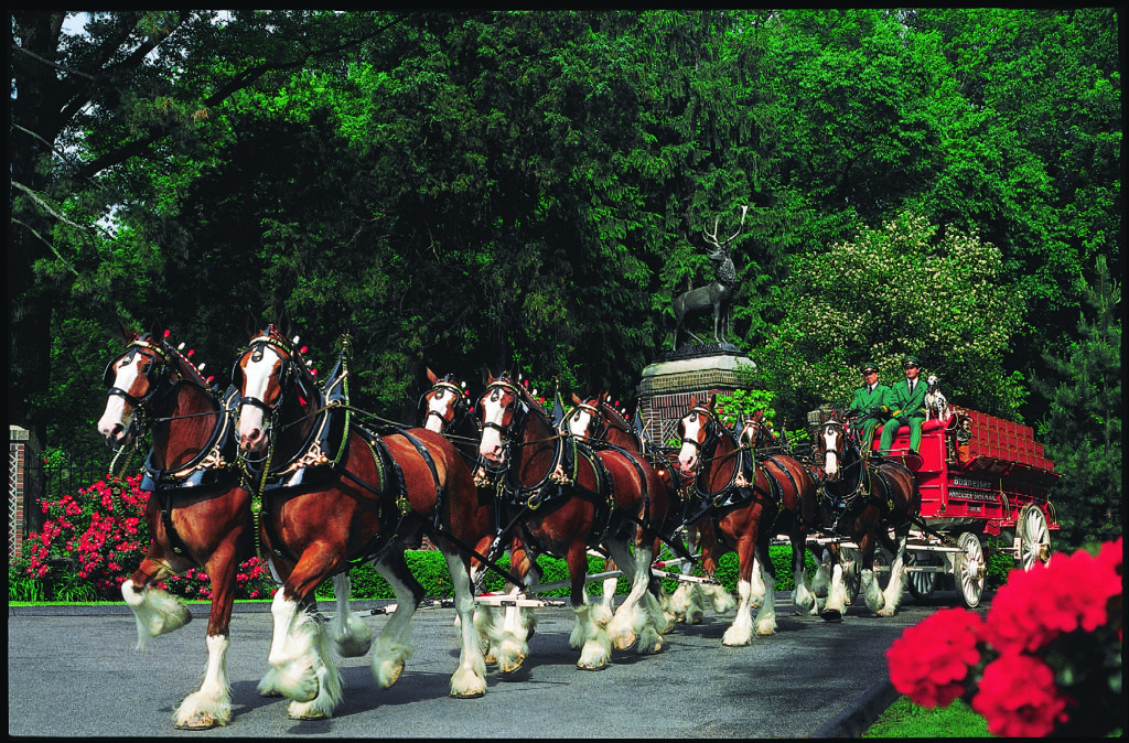 Budweiser Clydesdales in Savannah
