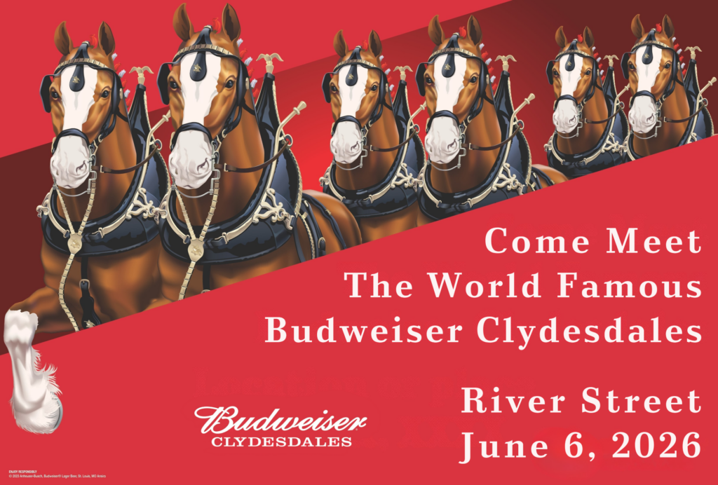 Budweiser Clydesdales in Savannah